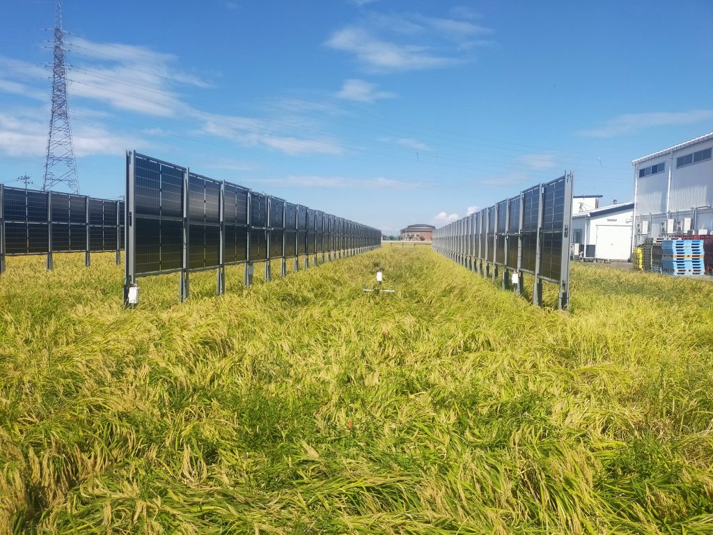 石川県白山市の垂直型ソーラーシェアリング実証写真