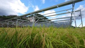 兵庫県丹波市_藤棚型ソーラーシェアリング