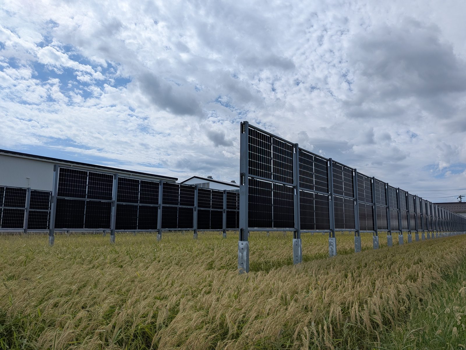 石川県白山市の水田に設置された垂直型の営農型太陽光発電設備。稲穂が実った状態でパネルが並んでいる